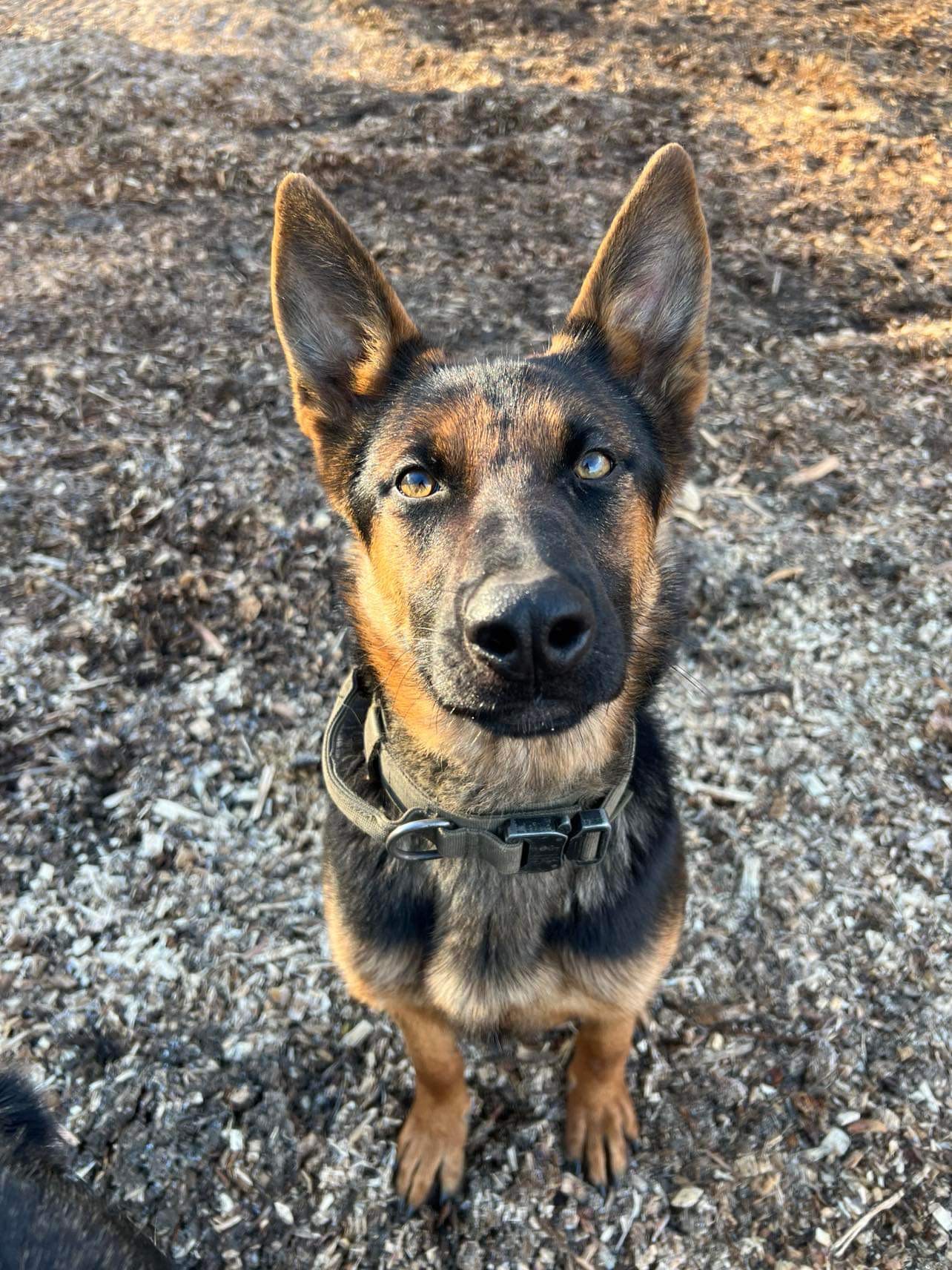 Family Protection Dogs for Sale Canada